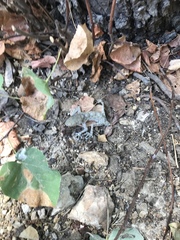 Ptyodactylus guttatus