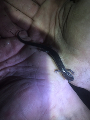 Plethodon wehrlei