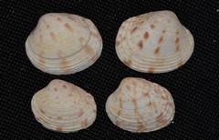 Antigona persimilis