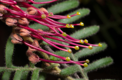 Grevillea caleyi