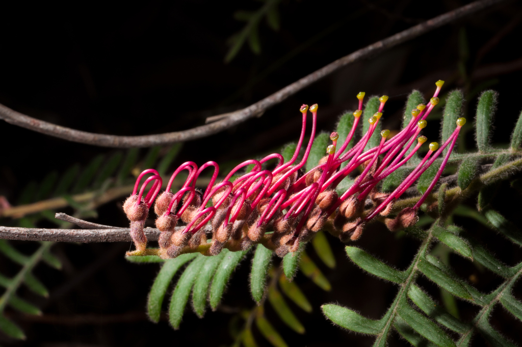 Caley's Grevillea