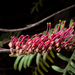 Caley's Grevillea - Photo (c) Ciaran Nagle, some rights reserved (CC BY-NC), uploaded by Ciaran Nagle