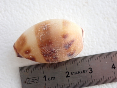 Lynx Cowry