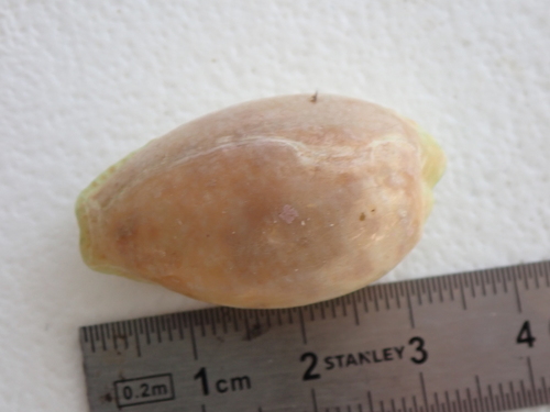 Eroded Cowry