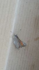 Deudorix livia