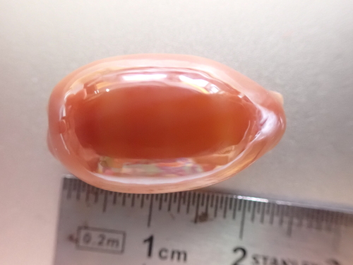Carnelian Cowry