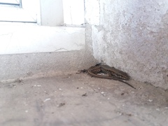 Podarcis muralis