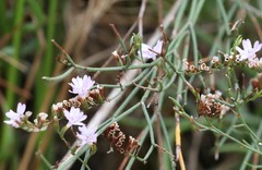 Limonium virgatum
