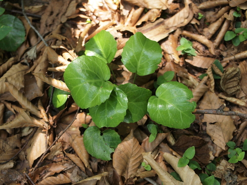 Shortia uniflora iNat (3)