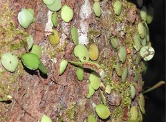Lemmaphyllum microphyllum