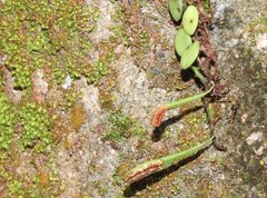 Lemmaphyllum microphyllum