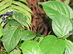Persicaria chinensis