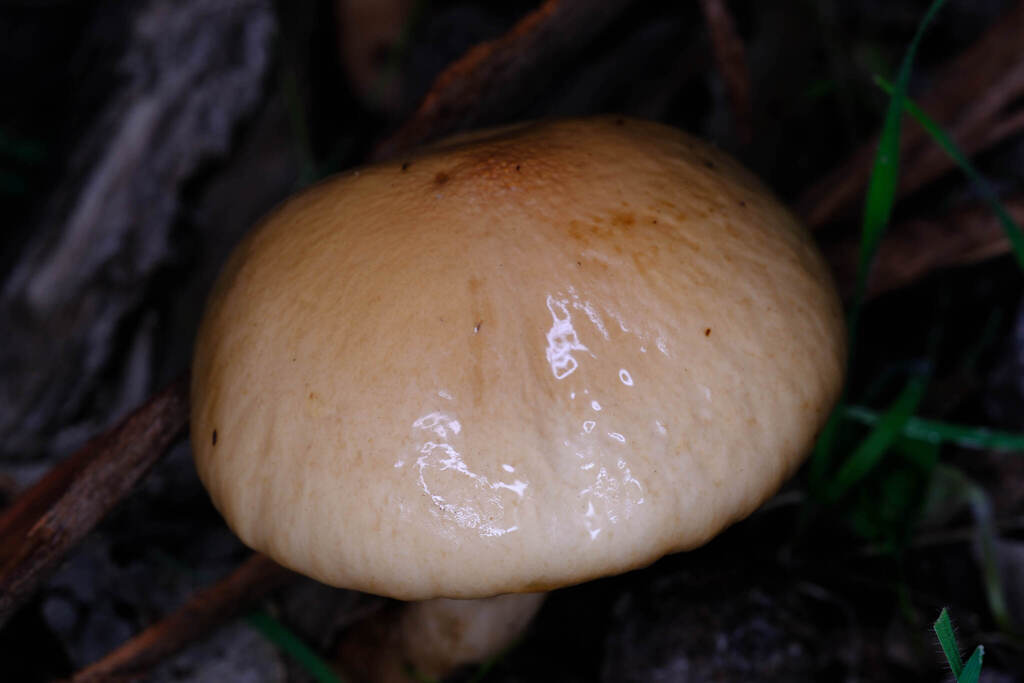 Limacella pitereka · June 2025 · photo: © possumpete (iNaturalist, cc0)