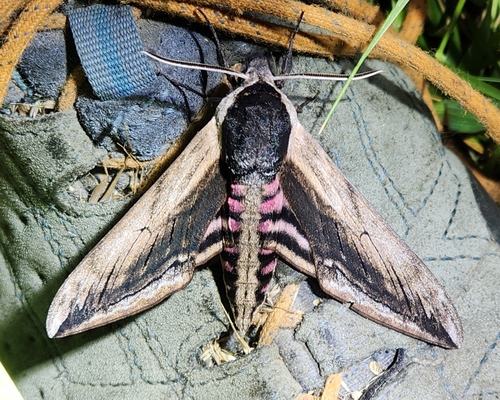 Sphinx ligustri