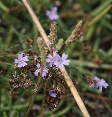 Limonium virgatum