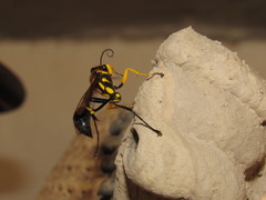 Sceliphron fistularium