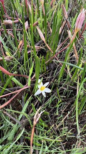 White Capestar (Pauridia alba)
