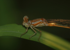 Pseudagrion pilidorsum declaratum