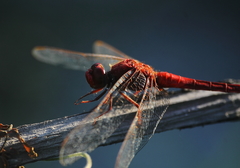 Crocothemis servilia