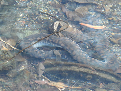 Arafura File Snake