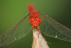 Crocothemis servilia