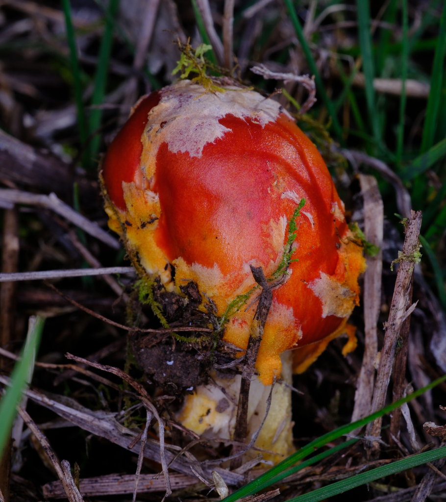 Amanita xanthocephala · June 2025 · photo: © possumpete (iNaturalist, cc0)