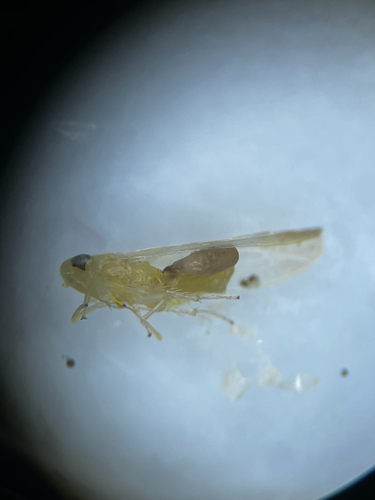 prune leafhopper