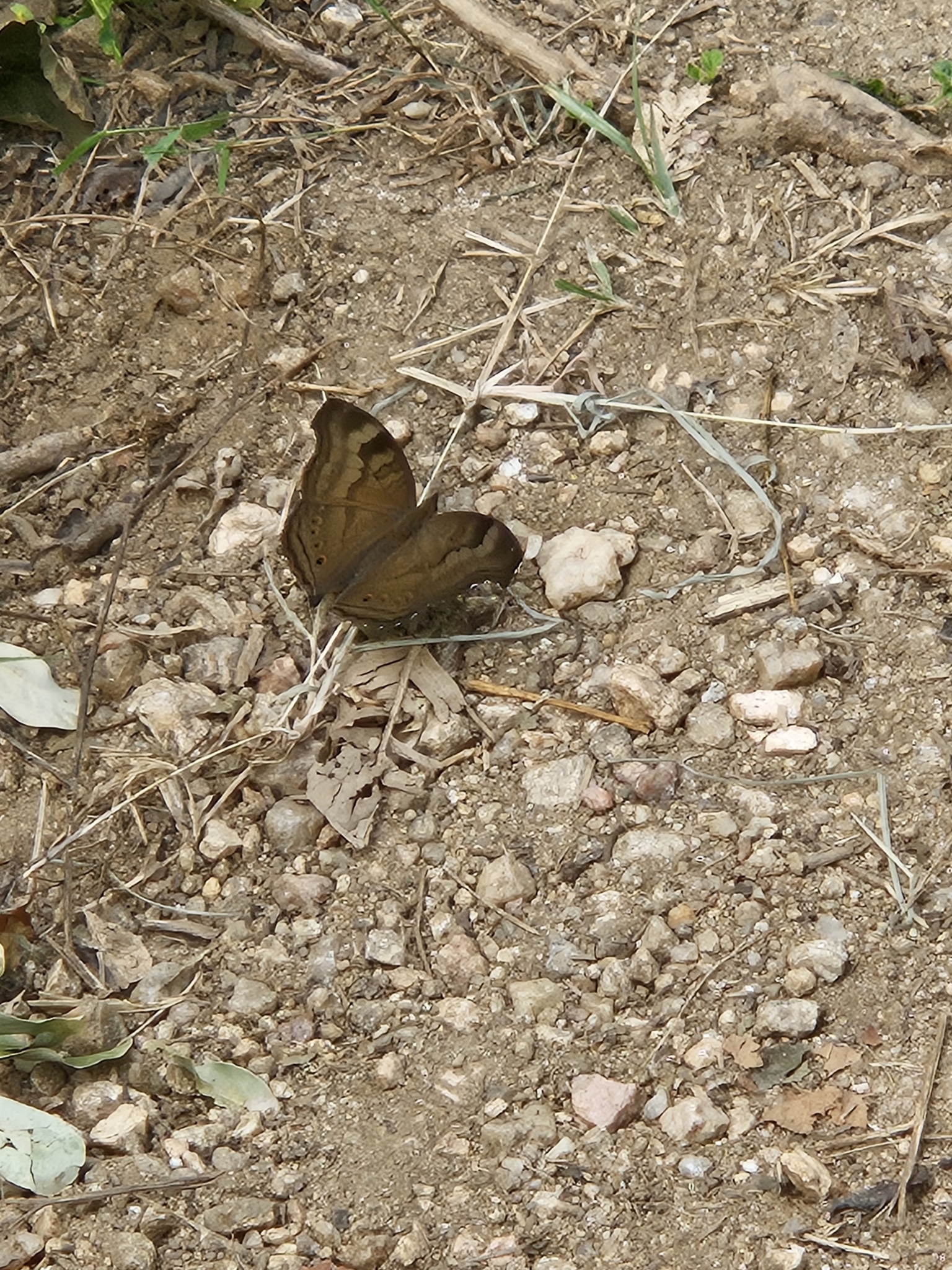 Chocolate Pansy
