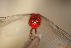 Crocothemis servilia