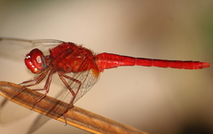 Crocothemis servilia