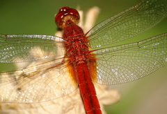 Crocothemis servilia