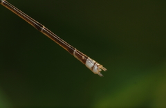 Pseudagrion pilidorsum declaratum
