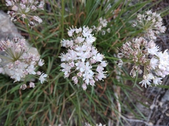 Allium denudatum