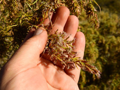 Acanthostyles buniifolius