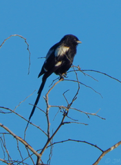 Lanius melanoleucus melanoleucus