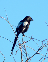 Lanius melanoleucus melanoleucus