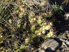 Maihueniopsis