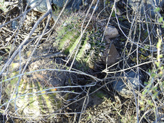 Echinopsis leucantha