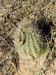 Echinopsis leucantha
