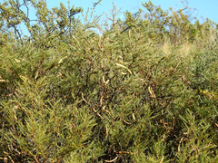 Prosopis flexuosa