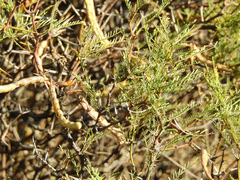 Prosopis flexuosa
