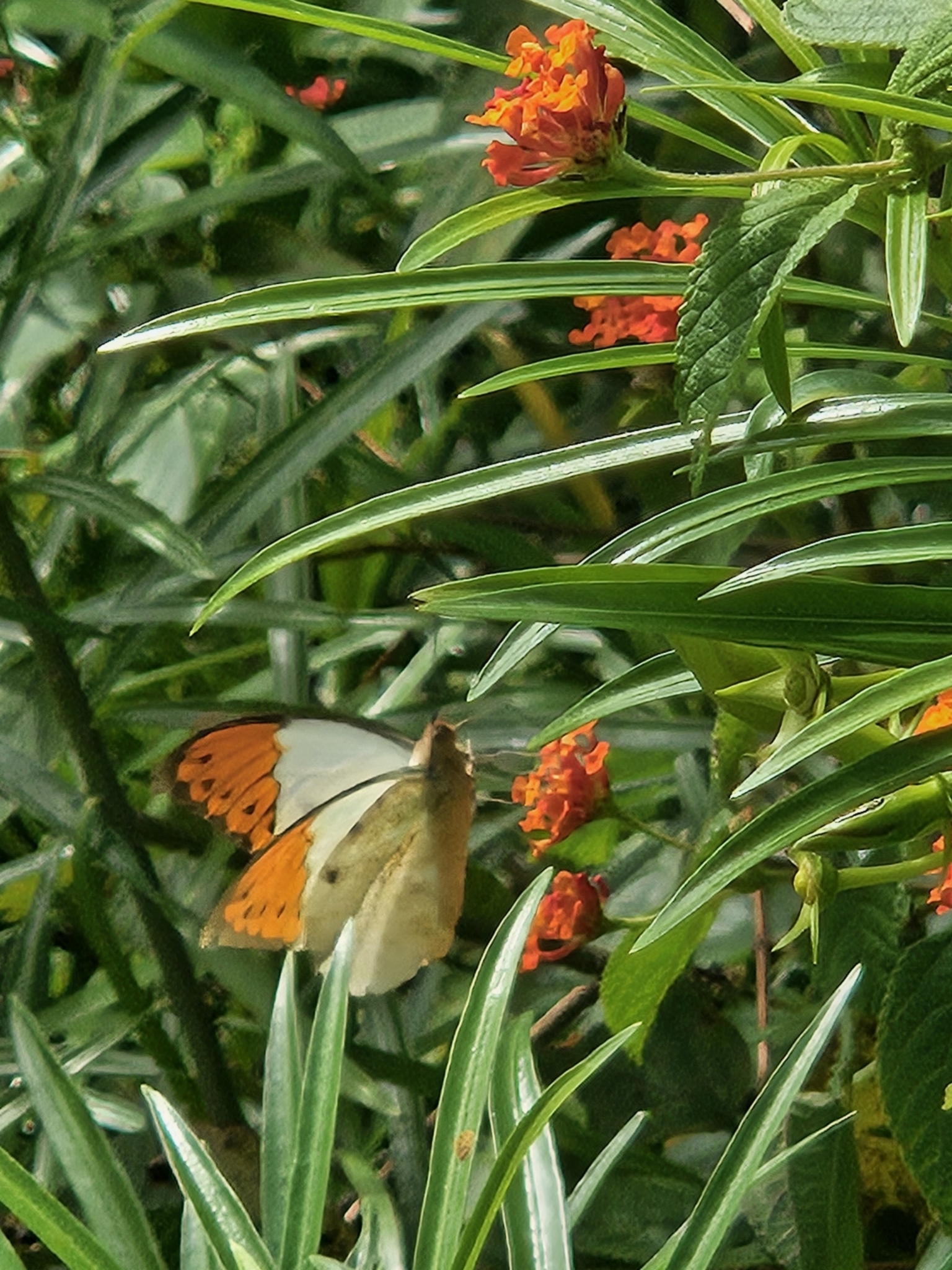 Great Orange-Tip
