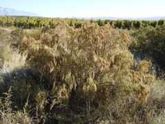 Acanthostyles buniifolius