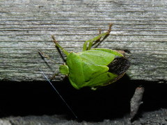 Palomena viridissima