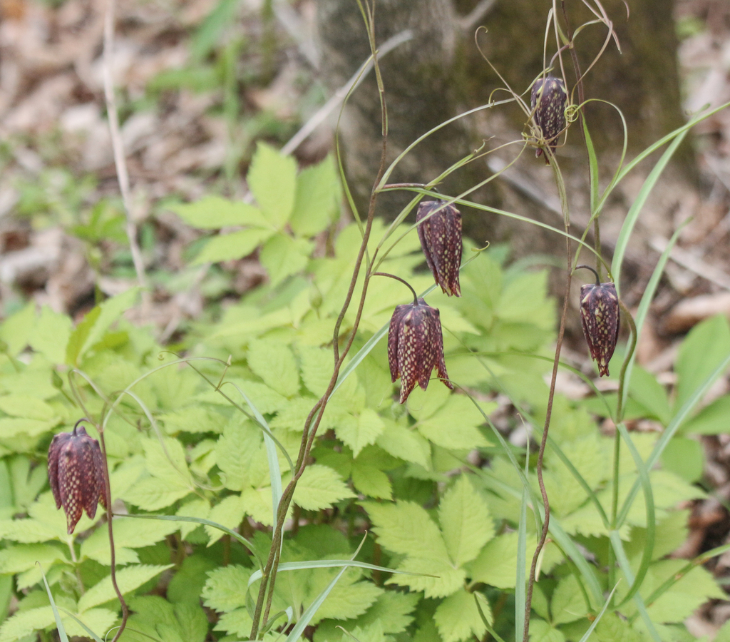 Fritillaria usuriensis; photograph (c) Andrew Bazdyrev, some rights reserved (CC BY)