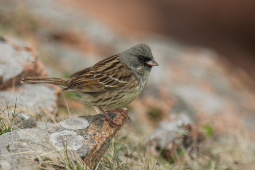 Escribano enmascarado (Emberiza spodocephala)