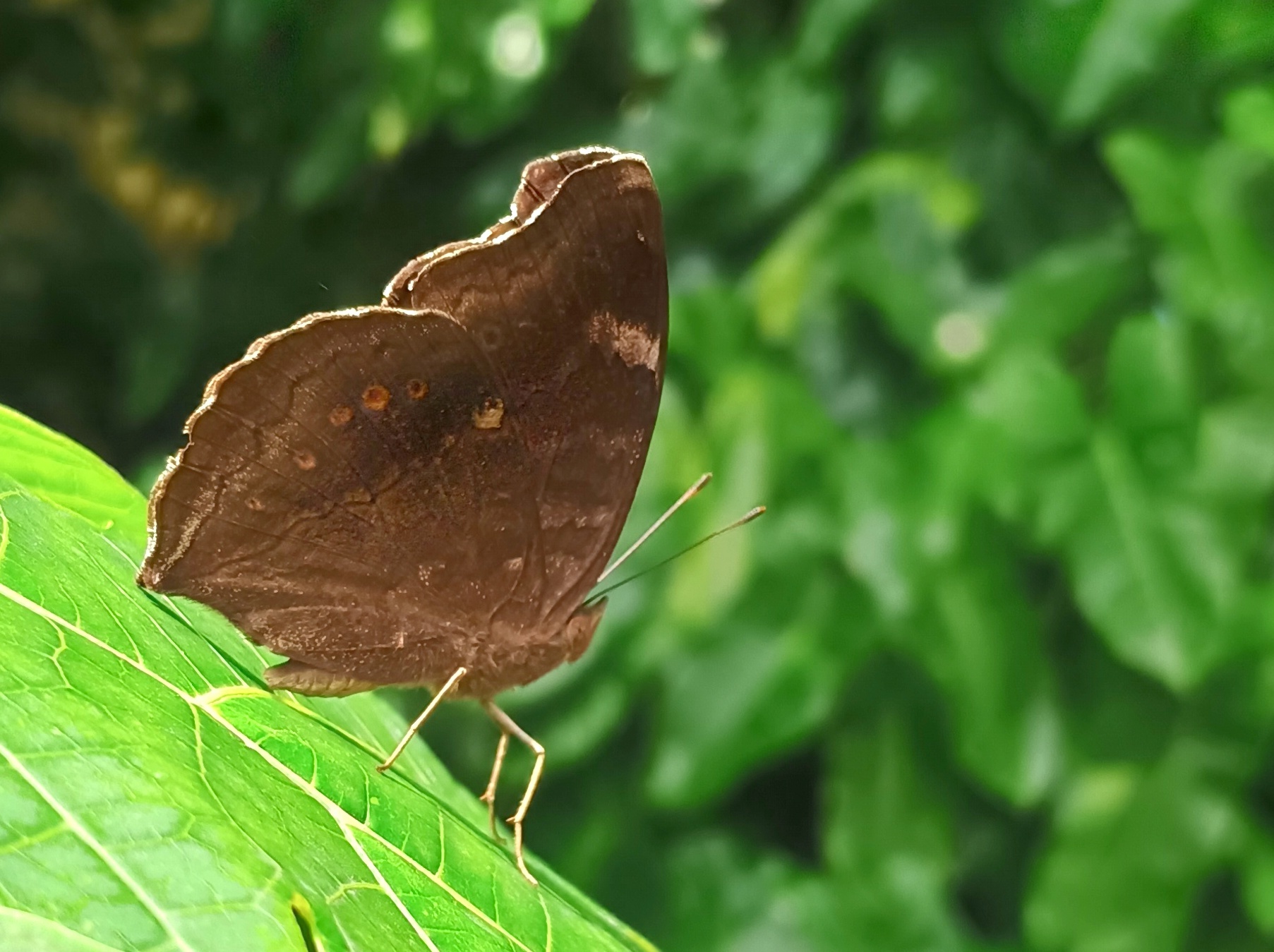 Chocolate Pansy