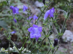 Strobilanthes attenuata