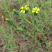 Madia gracilis - Photo (c) randomtruth, μερικά δικαιώματα διατηρούνται (CC BY-NC-SA)