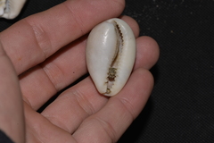 Erronea subviridis